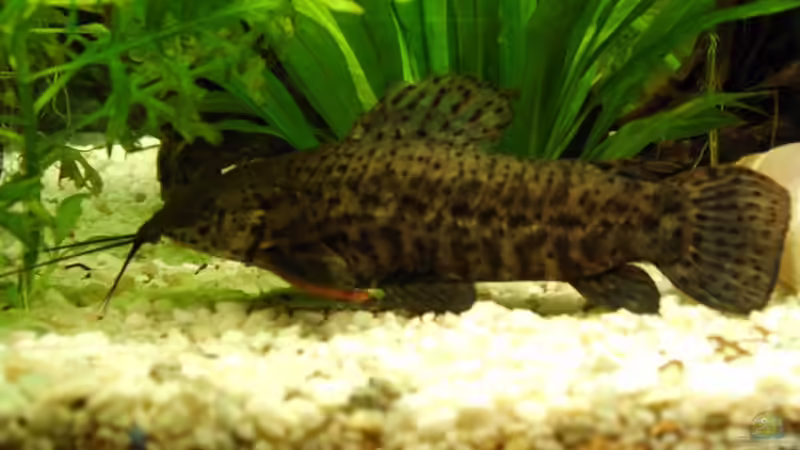 Besatz im Aquarium Becken 3081 von Hüseyin Altin (11)