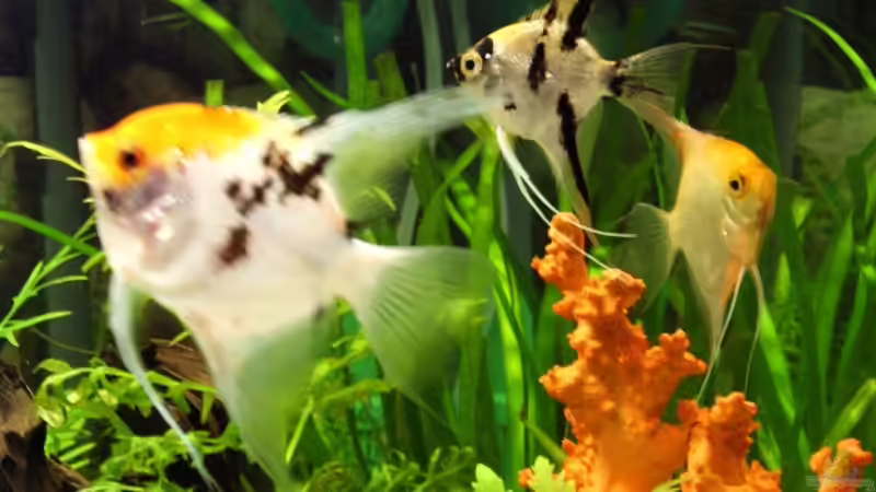 Besatz im Aquarium Becken 3081 von Hüseyin Altin (8)