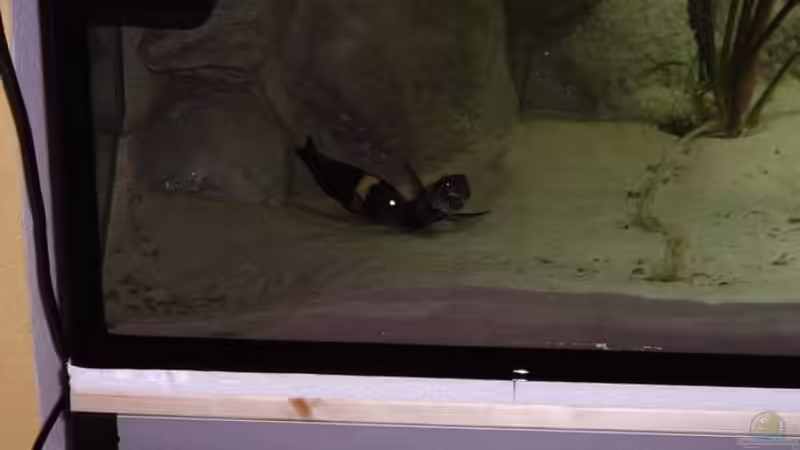 Besatz im Aquarium Becken 3081 von Hüseyin Altin (9)