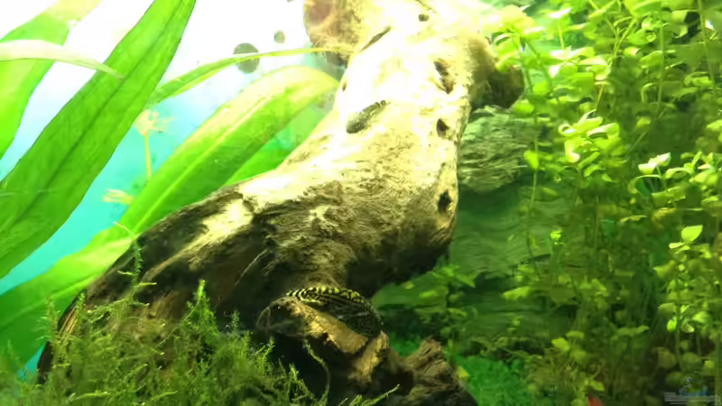 Besatz im Aquarium Becken 30811 von Quasi (2)