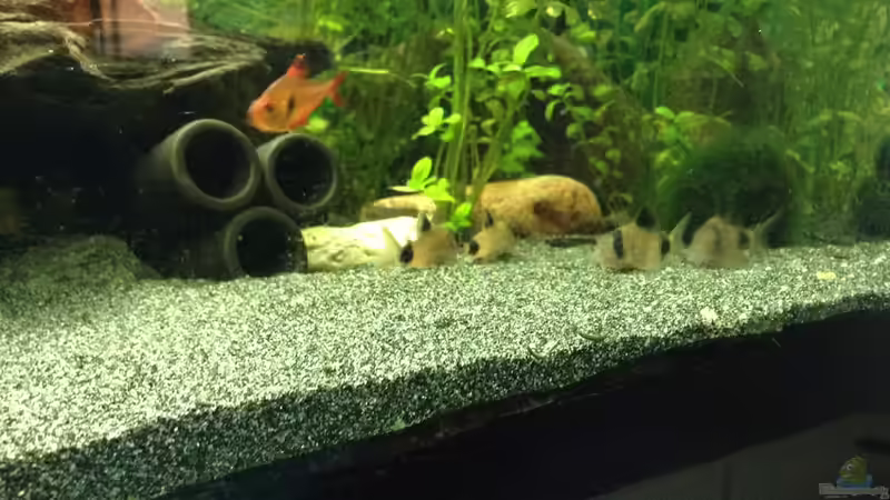 Besatz im Aquarium Becken 30811 von Quasi (3)