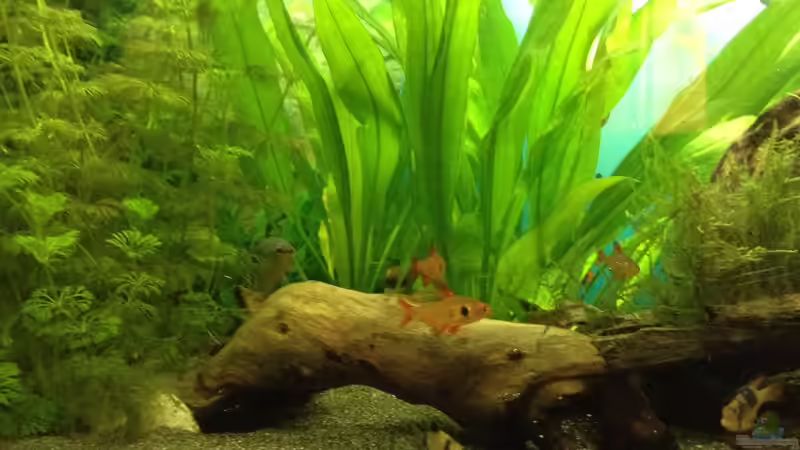 Besatz im Aquarium Becken 30811 von Quasi (4)