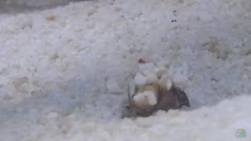 Besatz im Aquarium Becken 30815 mein Traumriff im Wohnzimmer von Bernd Pinkert (16)