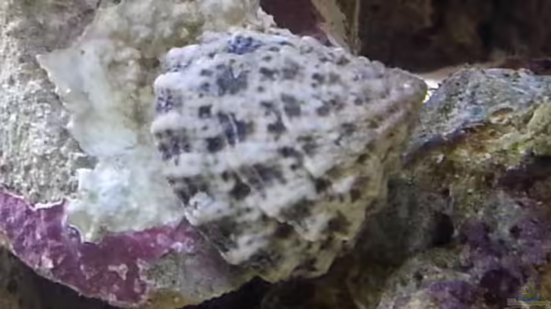 Besatz im Aquarium Becken 30815 mein Traumriff im Wohnzimmer von Bernd Pinkert (17)