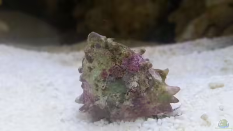 Besatz im Aquarium Becken 30815 mein Traumriff im Wohnzimmer von Bernd Pinkert (18)