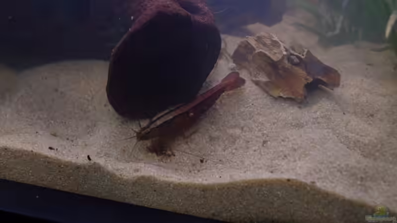 Besatz im Aquarium Becken 30852 von Nobody (42)