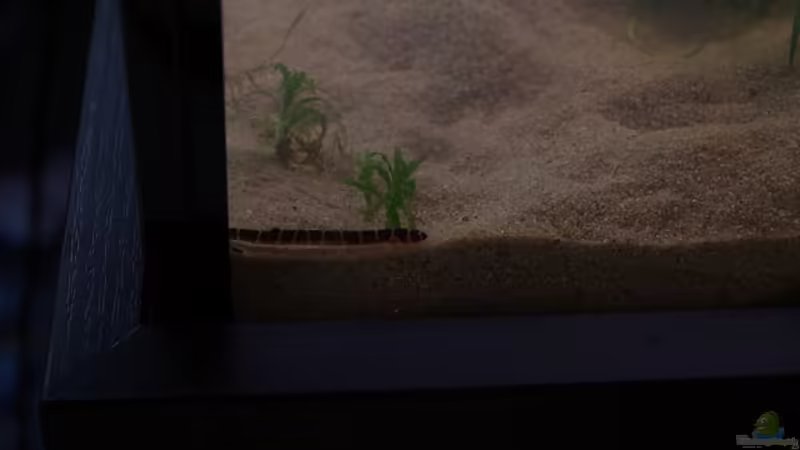 Besatz im Aquarium Becken 30852 von Nobody (43)