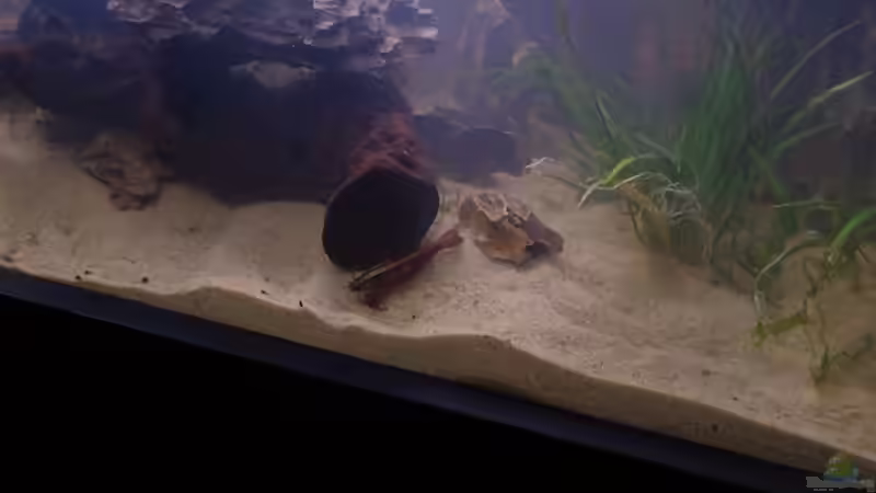 Besatz im Aquarium Becken 30852 von Nobody (44)