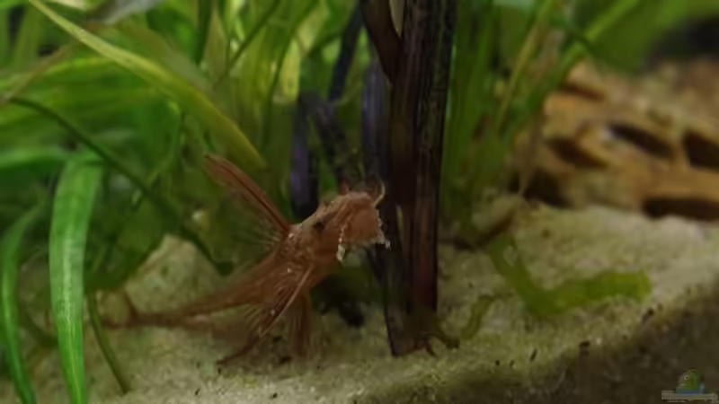 Besatz im Aquarium Becken 30852 von Nobody (45)