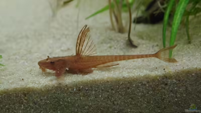 Besatz im Aquarium Becken 30852 von Nobody (46)