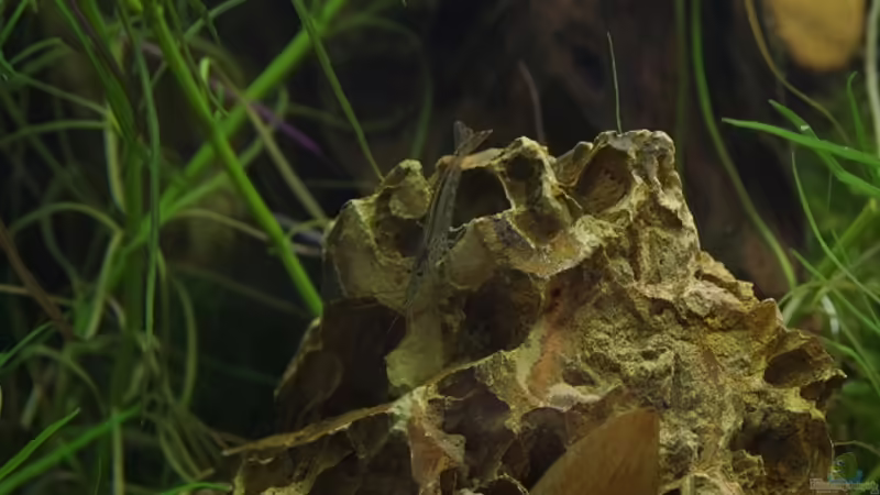 Besatz im Aquarium Becken 30852 von Nobody (47)