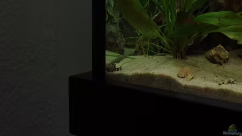 Besatz im Aquarium Becken 30852 von Nobody (49)