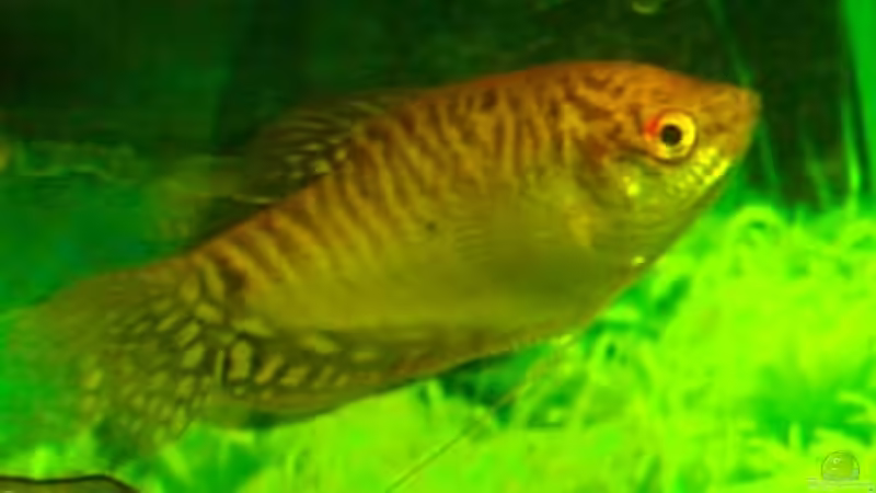 Besatz im Aquarium Becken 3090 von Daniel Schilling (11)