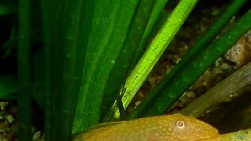 Besatz im Aquarium Becken 3090 von Daniel Schilling (8)