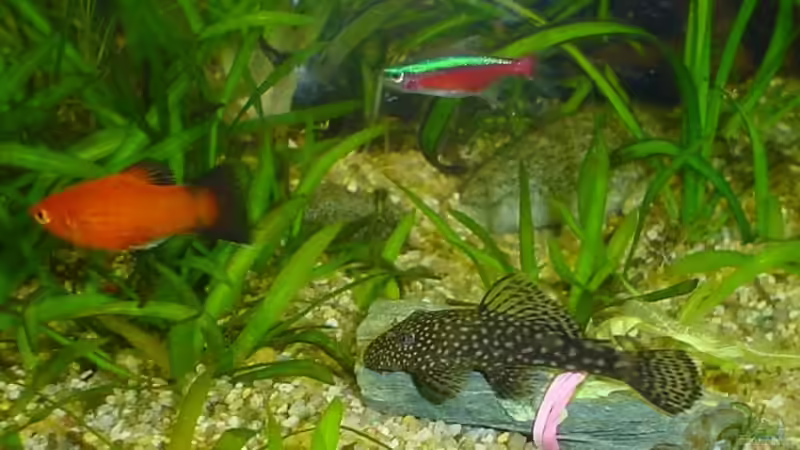 Besatz im Aquarium Becken 3090 von Daniel Schilling (9)