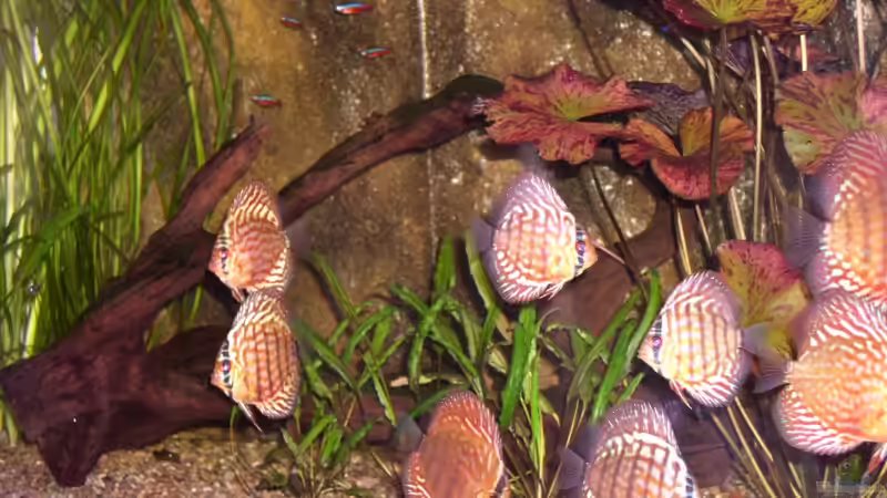 Besatz im Aquarium Becken 3091 von Mirko Weser (17)