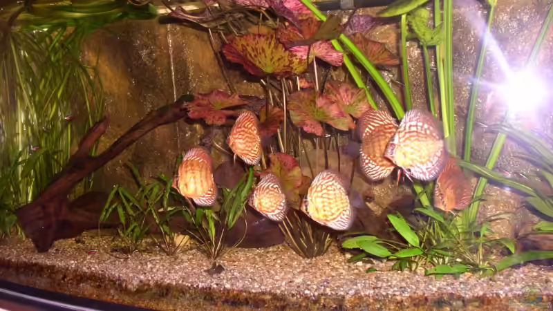 Besatz im Aquarium Becken 3091 von Mirko Weser (18)