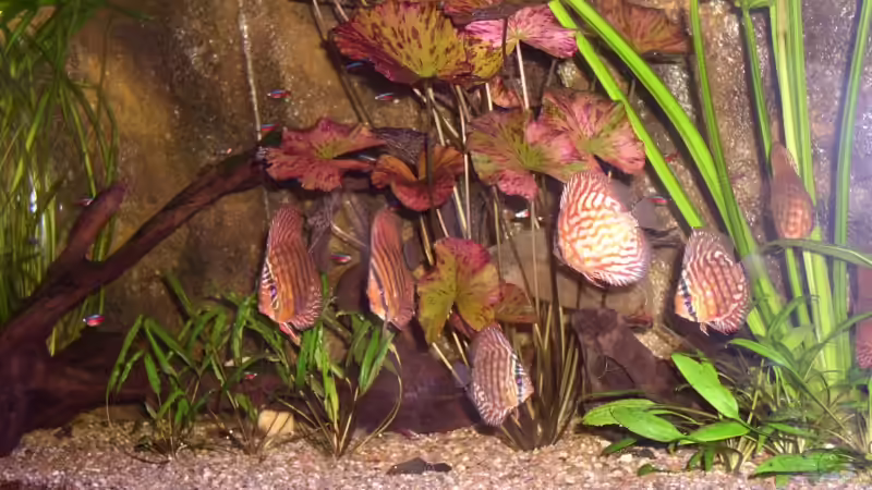 Besatz im Aquarium Becken 3091 von Mirko Weser (19)