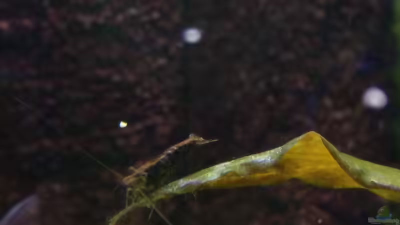 Besatz im Aquarium Becken 30918 von Ruppinho (21)