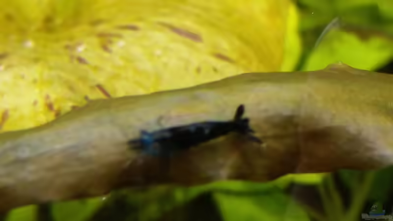 Besatz im Aquarium Becken 30918 von Ruppinho (22)