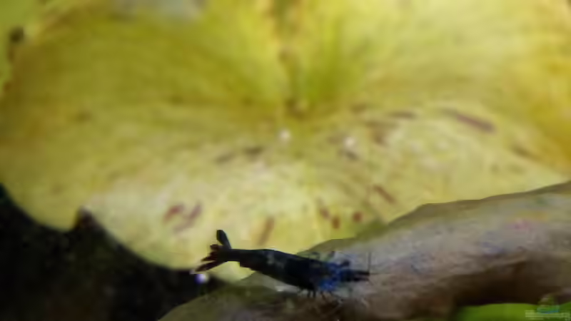 Besatz im Aquarium Becken 30918 von Ruppinho (23)