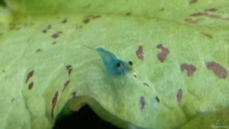 Besatz im Aquarium Becken 30918 von Ruppinho (24)