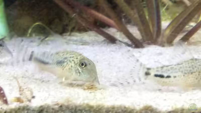 Besatz im Aquarium Becken 30918 von Ruppinho (25)