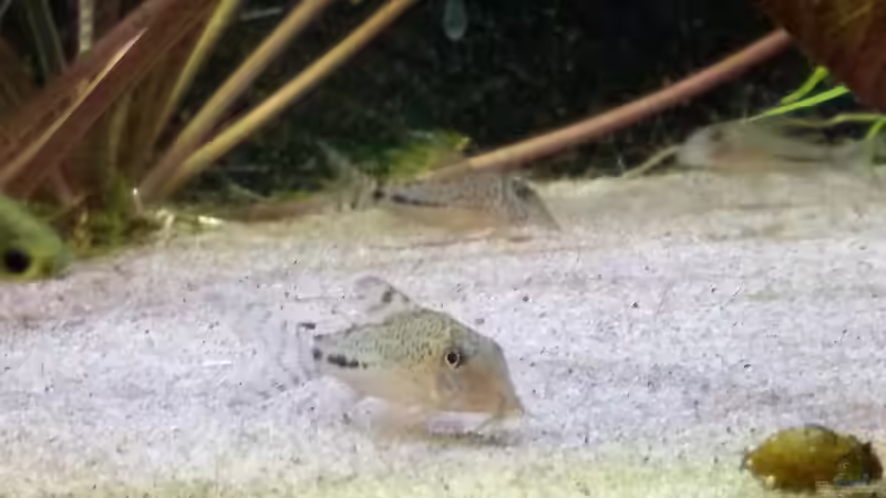 Besatz im Aquarium Becken 30918 von Ruppinho (26)