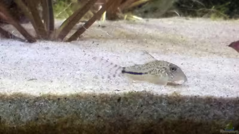 Besatz im Aquarium Becken 30918 von Ruppinho (27)