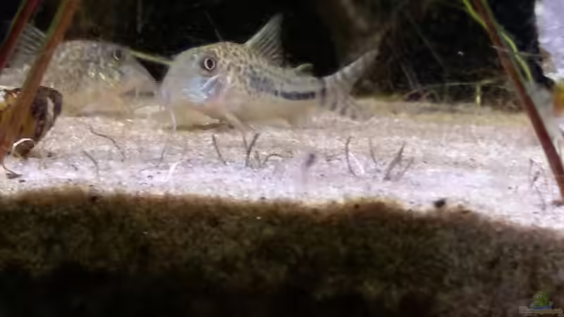 Besatz im Aquarium Becken 30918 von Ruppinho (29)