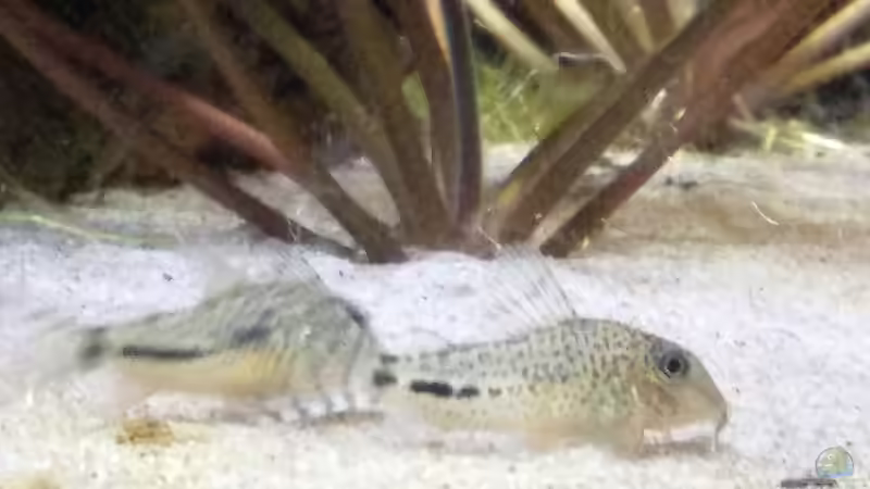 Besatz im Aquarium Becken 30918 von Ruppinho (30)