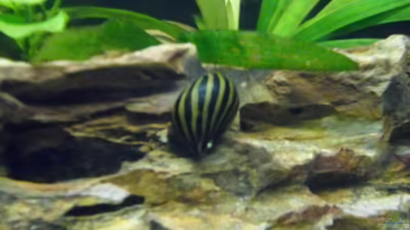 Besatz im Aquarium Becken 30918 von Ruppinho (31)