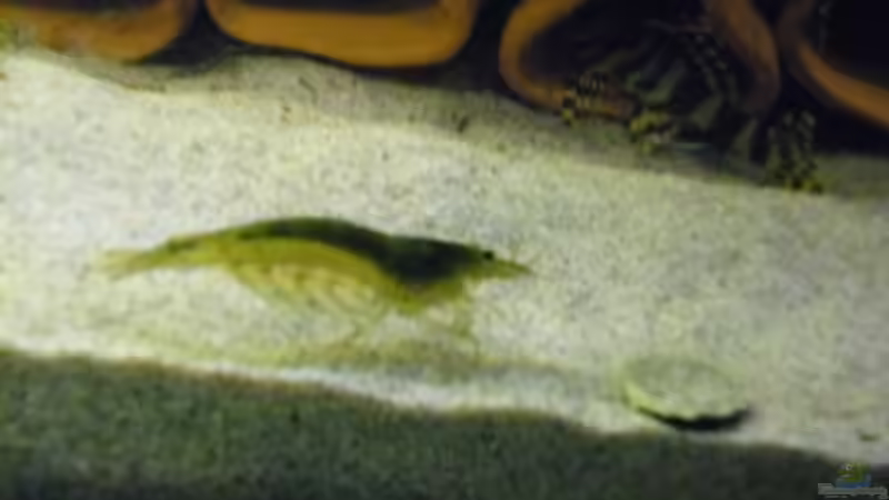 Besatz im Aquarium Becken 30918 von Ruppinho (33)