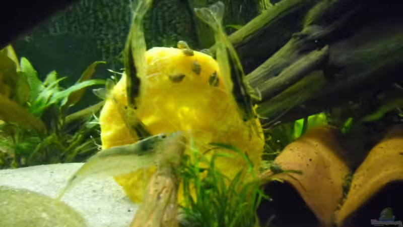 Besatz im Aquarium Becken 30918 von Ruppinho (34)