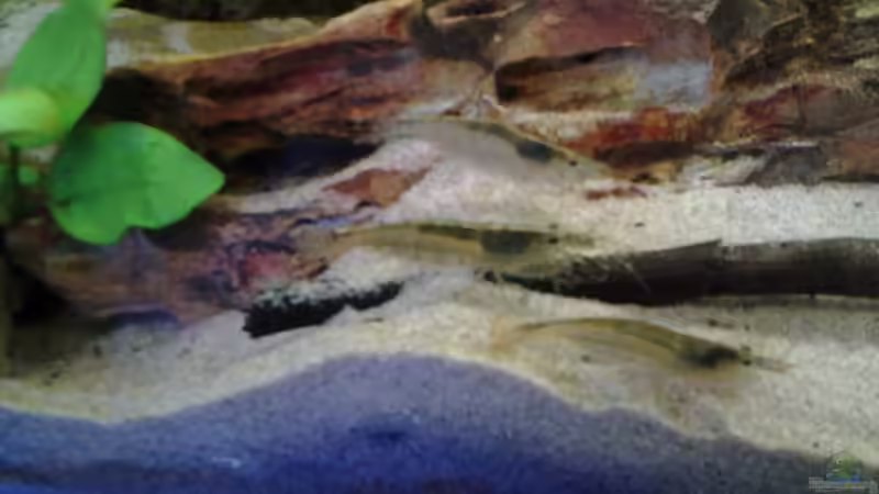 Besatz im Aquarium Becken 30918 von Ruppinho (35)