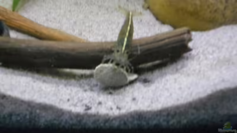 Besatz im Aquarium Becken 30918 von Ruppinho (36)