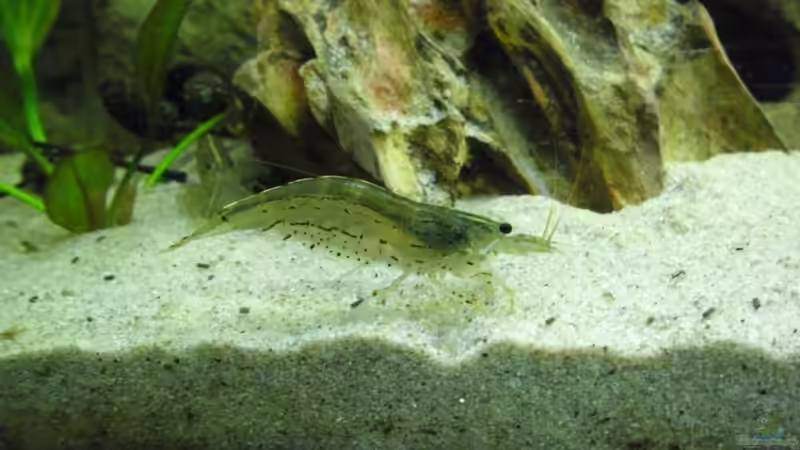 Besatz im Aquarium Becken 30918 von Ruppinho (38)