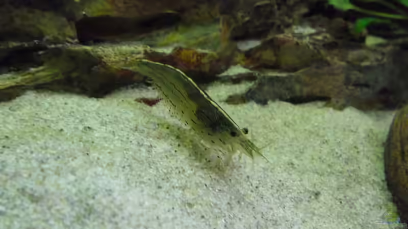 Besatz im Aquarium Becken 30918 von Ruppinho (39)