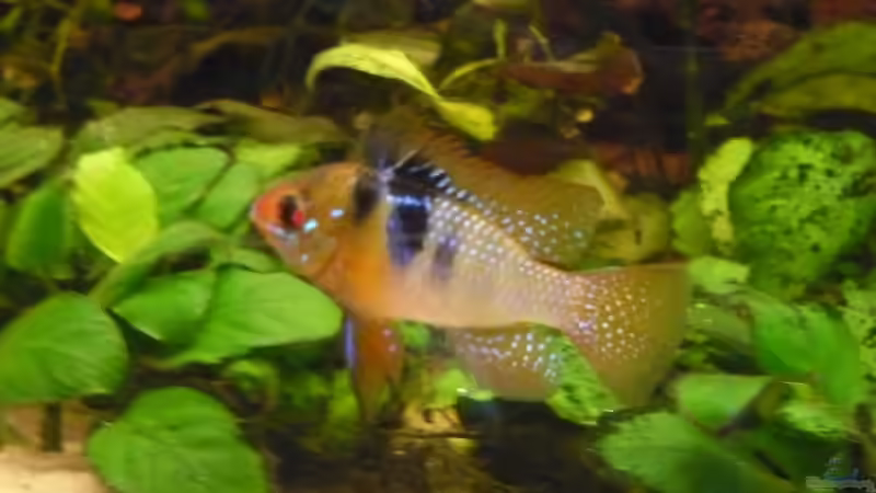 Besatz im Aquarium Becken 3092 von Sven Hinnerkort (3)