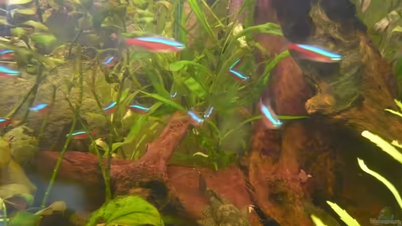 Besatz im Aquarium Becken 3092 von Sven Hinnerkort (4)