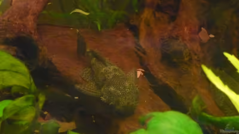 Besatz im Aquarium Becken 3092 von Sven Hinnerkort (5)