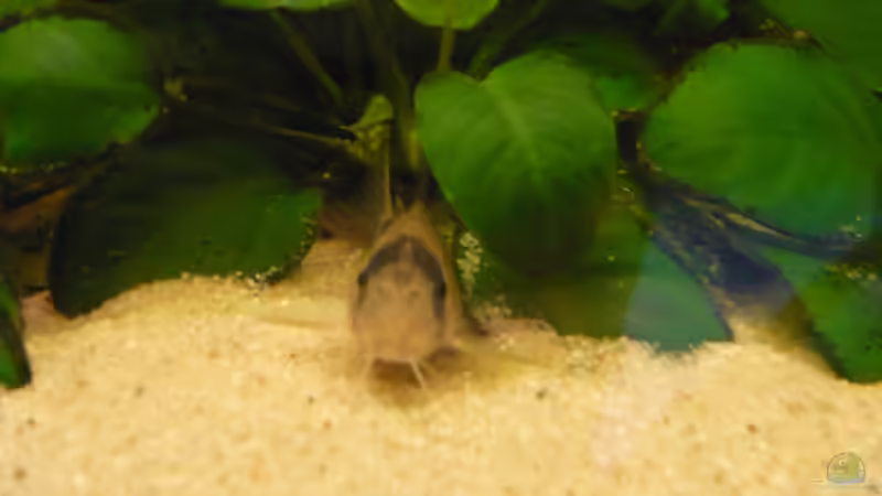 Besatz im Aquarium Becken 3092 von Sven Hinnerkort (6)