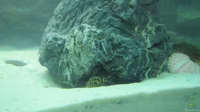 Besatz im Aquarium Becken 30929 von eisbrecher (17)