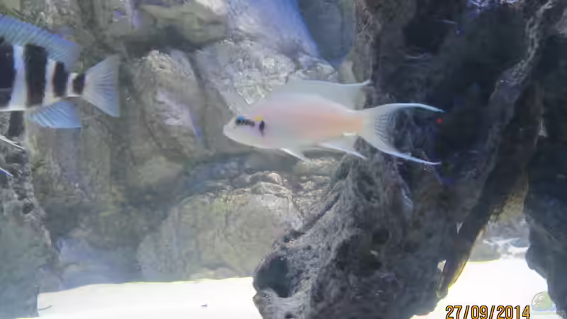 Besatz im Aquarium Becken 30929 von eisbrecher (18)