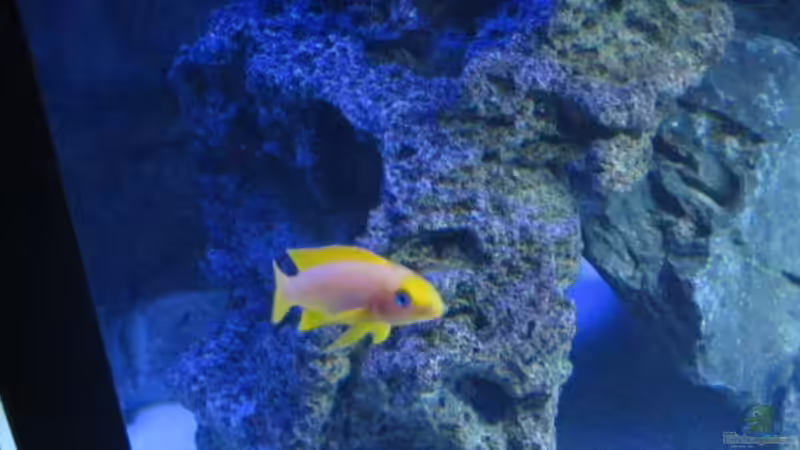 Besatz im Aquarium Becken 30929 von eisbrecher (19)