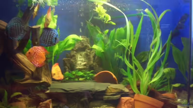 Besatz im Aquarium Becken 3098 von Tamara Brunner (12)