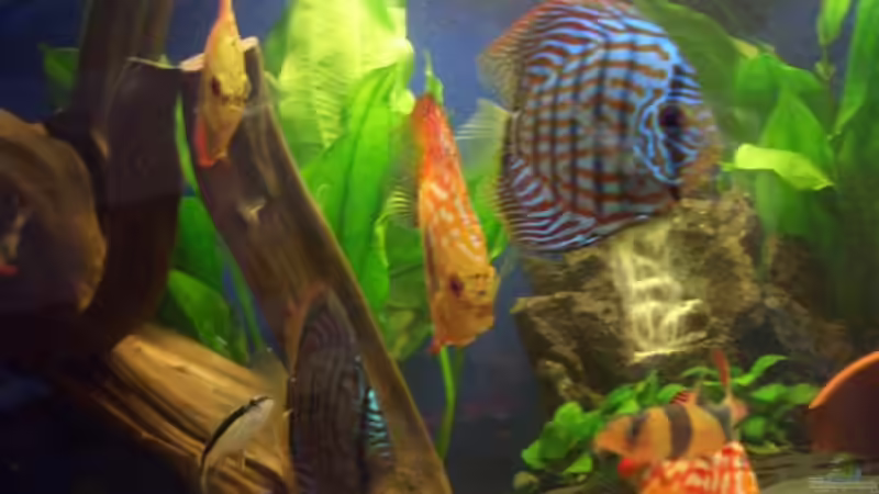 Besatz im Aquarium Becken 3098 von Tamara Brunner (15)