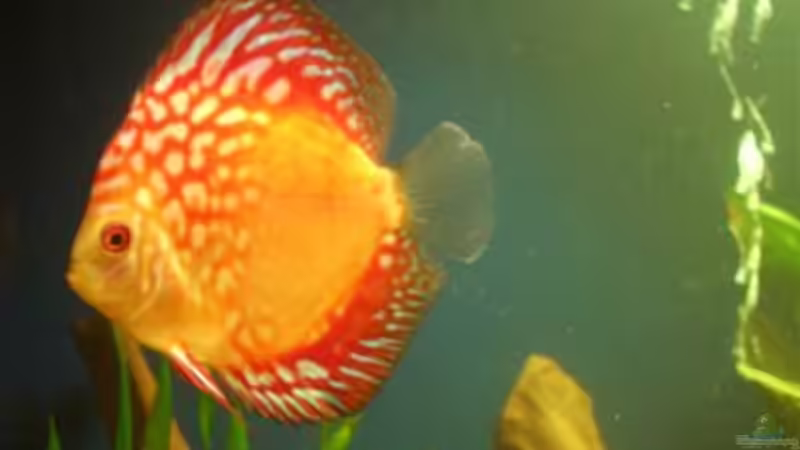 Besatz im Aquarium Becken 3098 von Tamara Brunner (8)