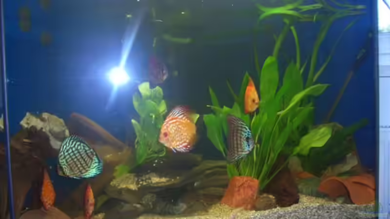 Besatz im Aquarium Becken 3098 von Tamara Brunner (9)