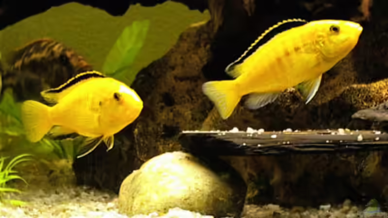 Besatz im Aquarium Becken 31 von Stephan Loibl (2)